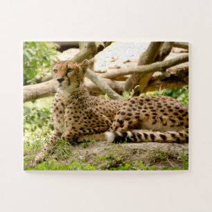 Schöne Cheetah Schönes Cat Foto Puzzle