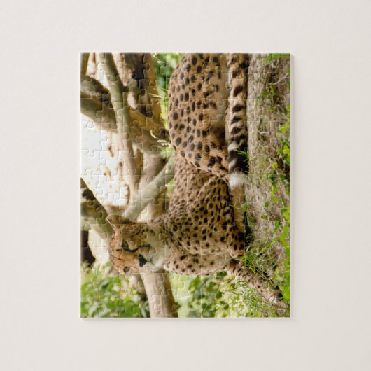 Schöne Cheetah Schönes Cat Foto Puzzle (Vertikal)