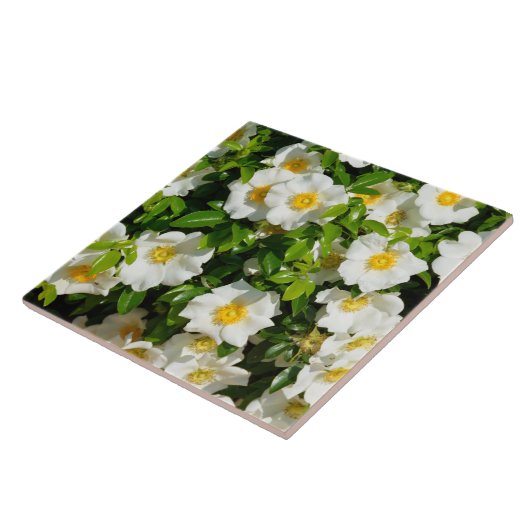 Schöne Cherokee Rose Fliese (Seite)