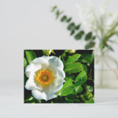Schöne Cherokee Rose Postkarte (Stehend Vorderseite)