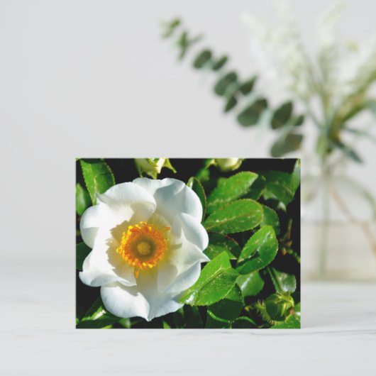 Schöne Cherokee Rose Postkarte (Stehend Vorderseite)