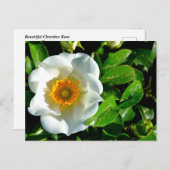 Schöne Cherokee Rose Postkarte (Vorne/Hinten)
