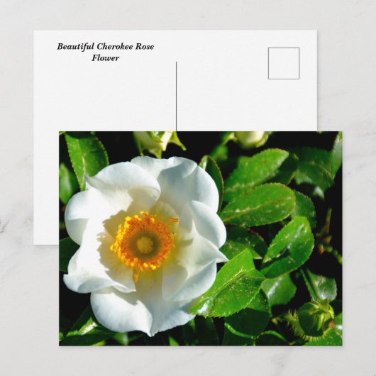 Schöne Cherokee Rose Postkarte (Vorne/Hinten)