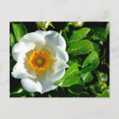 Schöne Cherokee Rose Postkarte (Vorderseite)