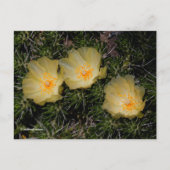 Schöne chilenische Gelbe Kakteen-Blume Postkarte (Vorderseite)