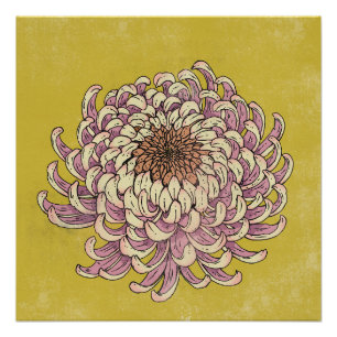 Schöne Chrysantheme Poster