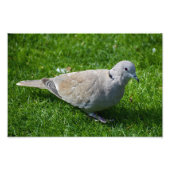 Schöne Collared Dove Fotodruck (Vorne)