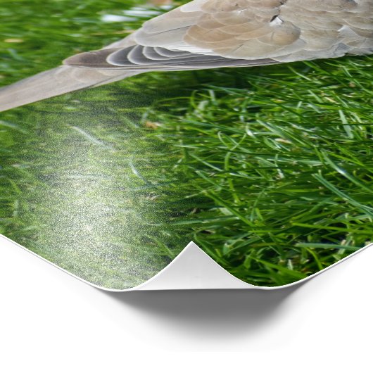 Schöne Collared Dove Fotodruck (Ecke)