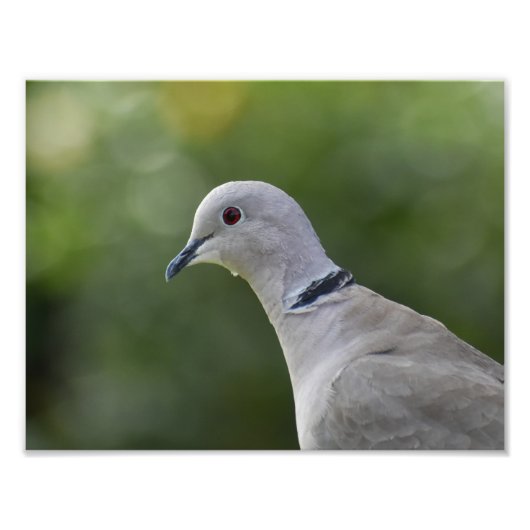 Schöne Collared Dove Fotodruck (Vorne)