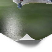 Schöne Collared Dove Fotodruck (Ecke)