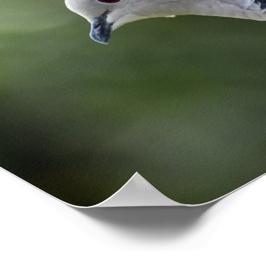 Schöne Collared Dove Poster (Ecke)
