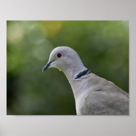 Schöne Collared Dove Poster
