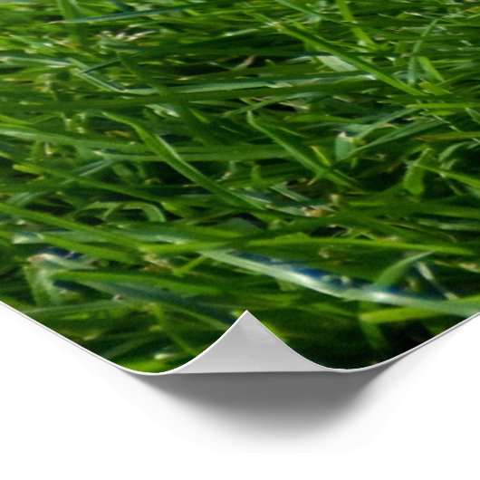 Schöne Collared Dove Poster (Ecke)