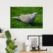 Schöne Collared Dove Poster (Heimbüro)
