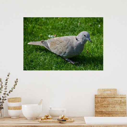 Schöne Collared Dove Poster (Küche)