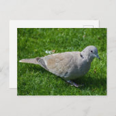 Schöne Collared Dove Postkarte (Vorne/Hinten)
