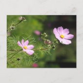 Schöne Cosmea Blume Vertikale DIY Postkarte (Vorderseite)