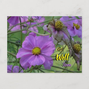 Schöne Cosmea Blume werden bald gut Postkarte