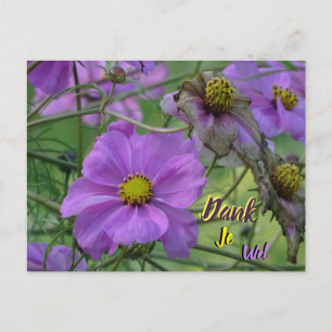 Schöne Cosmea-Blumen Danke Postkarte