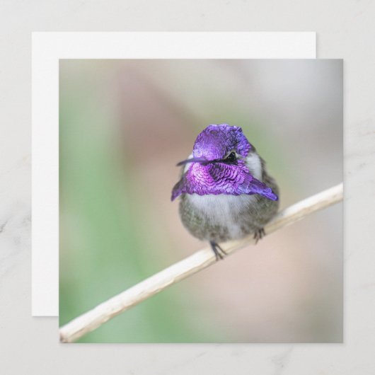 Schöne Costa's Kolibri-Karte Dankeskarte (Vorne/Hinten)