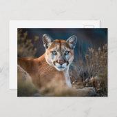 Schöne Cougar Mountain Löwe Wilderness Natur Postkarte (Vorne/Hinten)