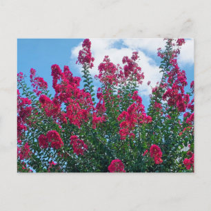 Schöne Crepe Myrtle Blume Naturfotografie Postkarte