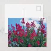 Schöne Crepe Myrtle Blume Naturfotografie Postkarte (Vorne/Hinten)