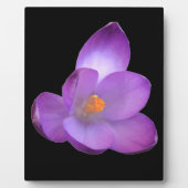 Schöne Crocus Plaque Fotoplatte (Vorderseite)