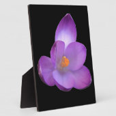 Schöne Crocus Plaque Fotoplatte (Seite)