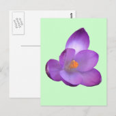 Schöne Crocus Postcard Postkarte (Vorne/Hinten)