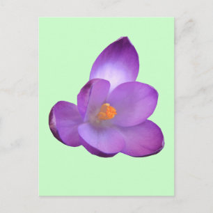 Schöne Crocus Postcard Postkarte