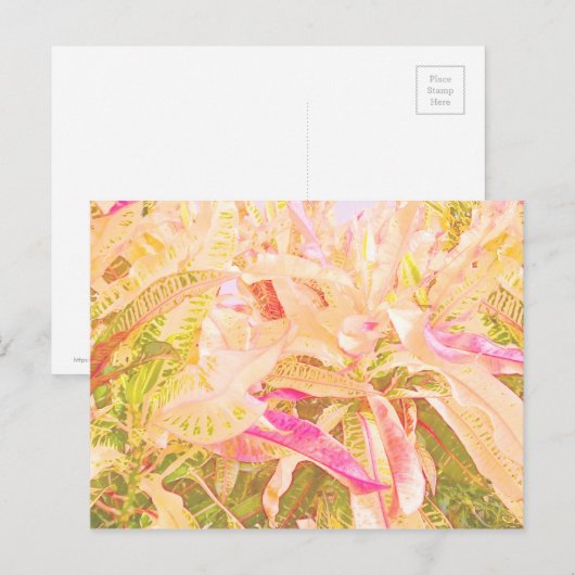 Schöne Croton-Blätter (1) Postkarte (Vorne/Hinten)