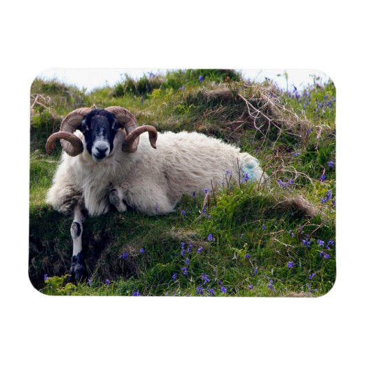 Schöne Curly Horned Ram Lounges in Bluebells Magnet (Horizontal)