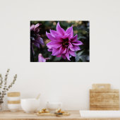 Schöne Dahlia Blume Poster (Küche)