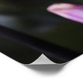 Schöne Dahlia Blume Poster (Ecke)