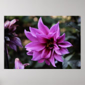 Schöne Dahlia Blume Poster (Vorne)