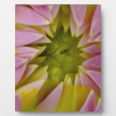 Schöne Dahlie Fotoplatte (Vorderseite)