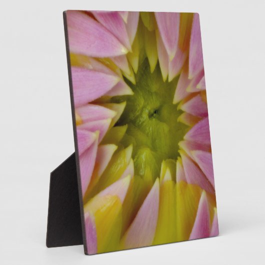 Schöne Dahlie Fotoplatte (Seite)