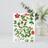 Schöne Dainty Red Spring Blume Postkarte (Stehend Vorderseite)