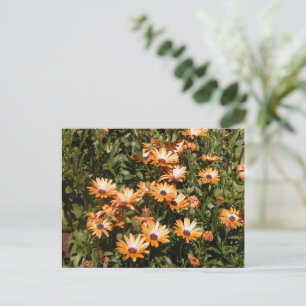 Schöne Daisy-Blume Postkarte
