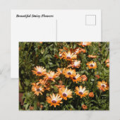 Schöne Daisy-Blume Postkarte (Vorne/Hinten)