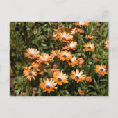 Schöne Daisy-Blume Postkarte (Vorderseite)