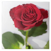 Schöne Deep Rote Rose Blume Fliese (Vorderseite)