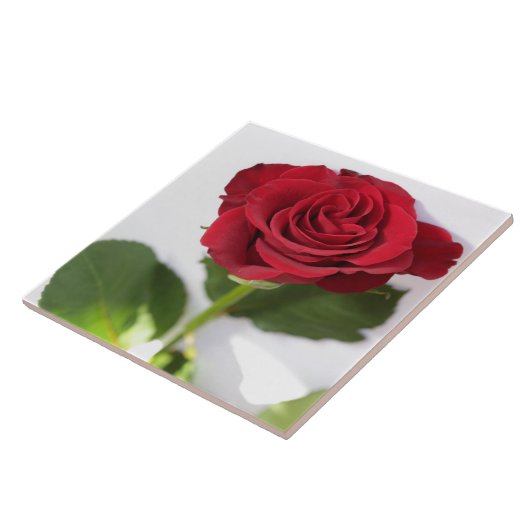 Schöne Deep Rote Rose Blume Fliese (Seite)