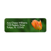 Schöne dew-kissed floral Pastel Orange Tulips (Vorne)