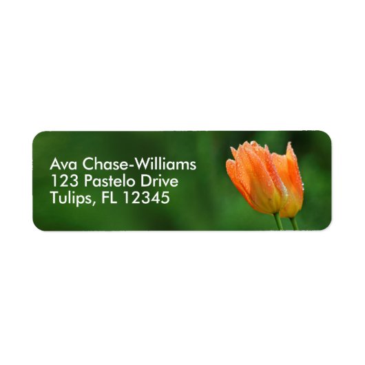 Schöne dew-kissed floral Pastel Orange Tulips (Vorne)