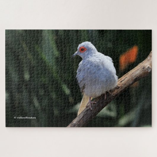 Schöne Diamanttaube im Spotlight Puzzle (Horizontal)