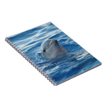 Schöne Dolphin