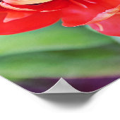 Schöne doppelte Tulip Fotografie Print Poster (Ecke)