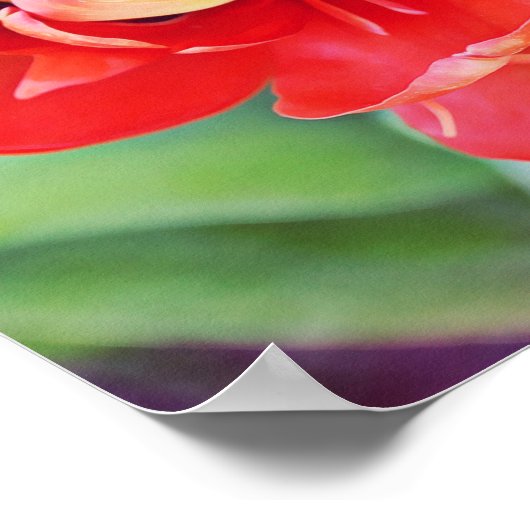 Schöne doppelte Tulip Fotografie Print Poster (Ecke)